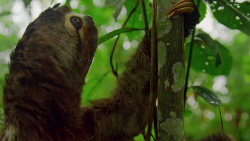 Close up of a three-toed sloth, Bradypus variegatus, on tree in a Amazon rainforest, Loreto, Peru.