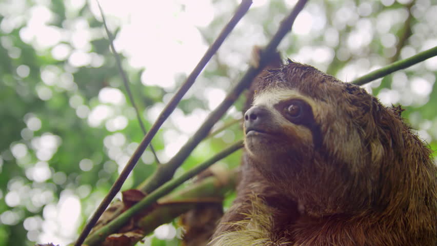 Close up of a three-toed sloth, Bradypus variegatus, on tree in a Amazon rainforest, Loreto, Peru.