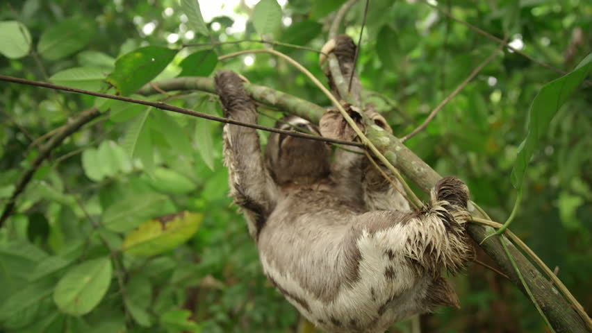Close up of a three-toed sloth, Bradypus variegatus, on tree in a Amazon rainforest, Loreto, Peru.