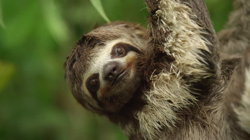 Close up of a three-toed sloth, Bradypus variegatus, on tree in a Amazon rainforest, Loreto, Peru.