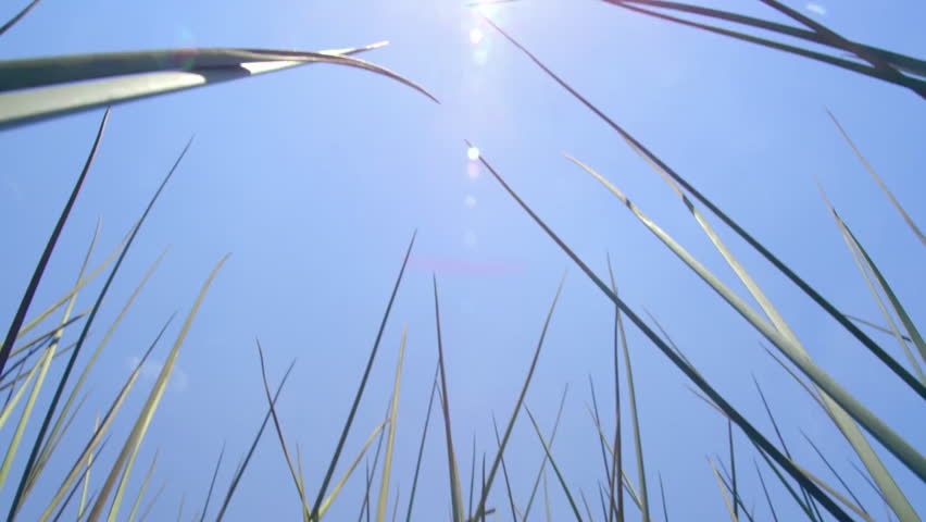 Totora reed plants growing in Titicaca Lake, Puno, Peru, South America.
