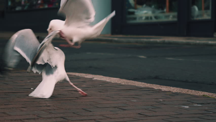 Two seagulls are squabbling on the city street, engaging in the instinctive behavior of stealing food from one another.