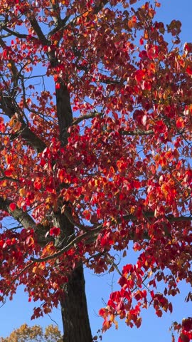 Relaxing Video, Autum, Fall, Colorful tress , Nature