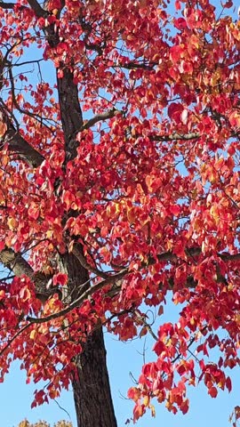 Relaxing Video, Autum, Fall, Colorful tress , Nature