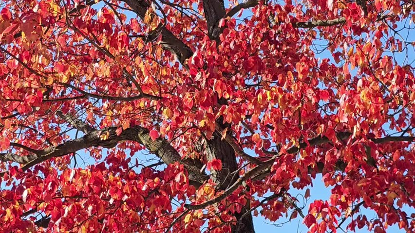 Relaxing Video, Autum, Fall, Colorful tress , Nature