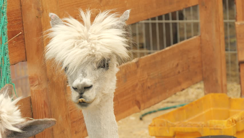 Portrait Funny cheerful llama with white bangs, hair swaying in the wind in slow motion