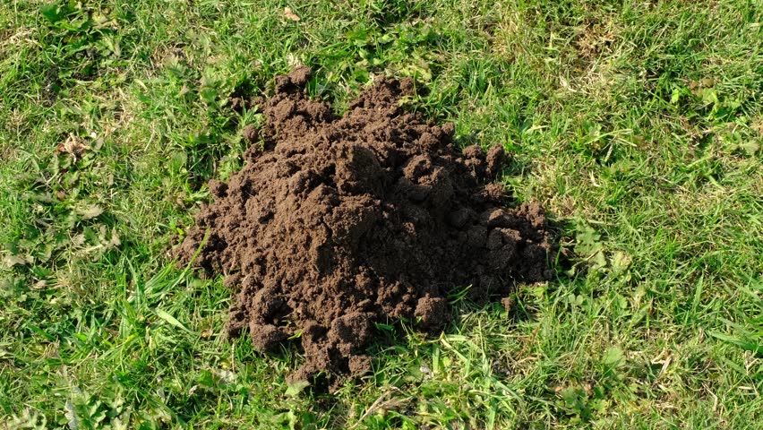 Mole digging a hole underground. Garden grass lawn destroyed by mole building molehills. Closeup shot