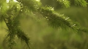 Nature scene. Cedar tree, Deodar branch background. Beautiful summer woods. Close up Evergreen tree. Slow motion.  - Powered by Shutterstock - Get 15% off with code: PIKWIZARD15