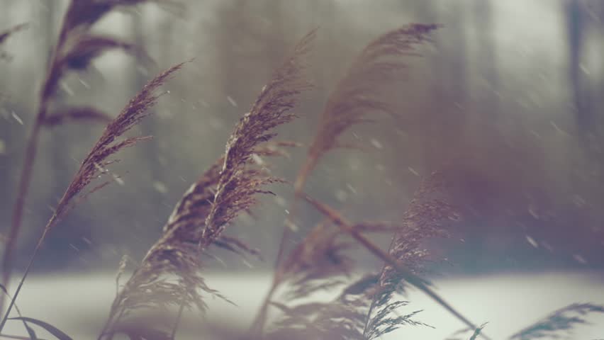 Beautiful winter landscape scene, reed in snow, blurred background with the river. Beauty snowstorm backdrop, trees in a forest. Nature. Slow motion.