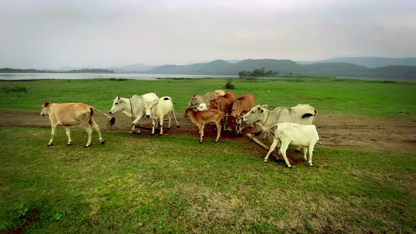Cows grazing grass in the foothills of Dalma hills alongside Dimna lake in Jamshedpur, Jharkhand in India	