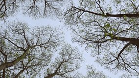 Bare treetops in the park spreading branches on a background of overcast sky, low angle view, 4K - Powered by Shutterstock - Get 15% off with code: PIKWIZARD15