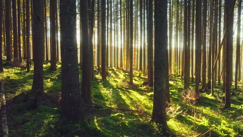 Season nature autumn forest landscape color magic mist