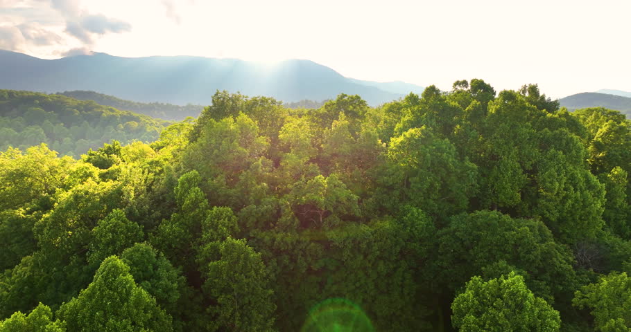 Morning forest in North Carolina Appalachian mountains, USA. American nature in summer season