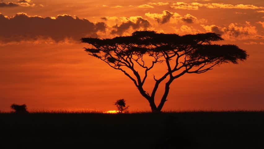 A silhouette view of a lonely big tree, against scenic red dusk sky at sunset in Serengeti National Park, Tanzania