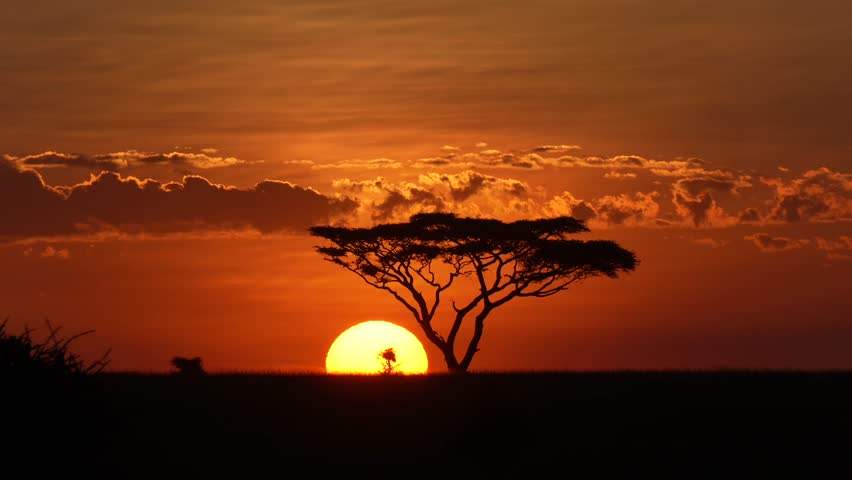 A silhouette view of a lonely big tree, with a scenic sunset scene in the background in Serengeti National Park, Tanzania