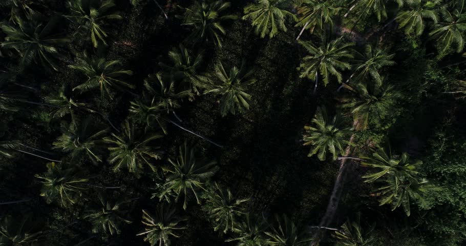 Aerial view palm oil plantation tree forest morning sun rise agricultural industry