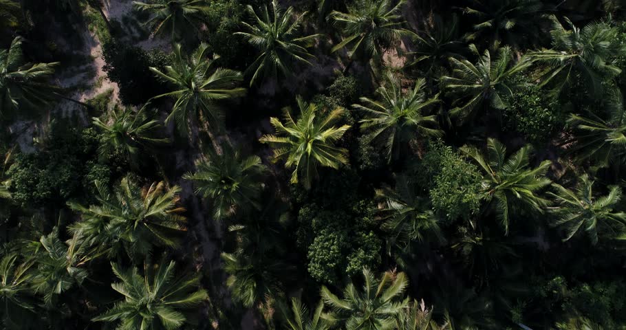 Aerial view tropical oil palm tree plantation forest agricultural industry
