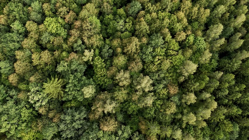 Forest canopy from above. A stunning aerial perspective of dense forest treetops, showcasing the rich textures and colors of nature’s green landscape.