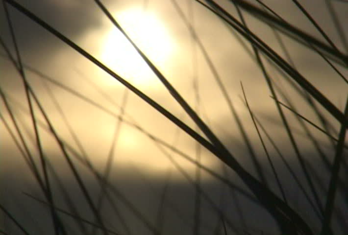 Golden sun with tall reed grass in foreground in series.