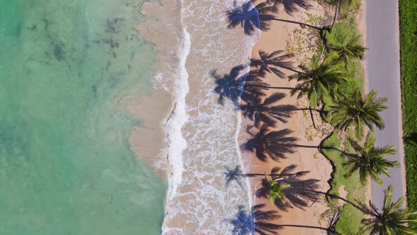 Top down aerial of waves and palm tree shadows and a road at a paradise beach