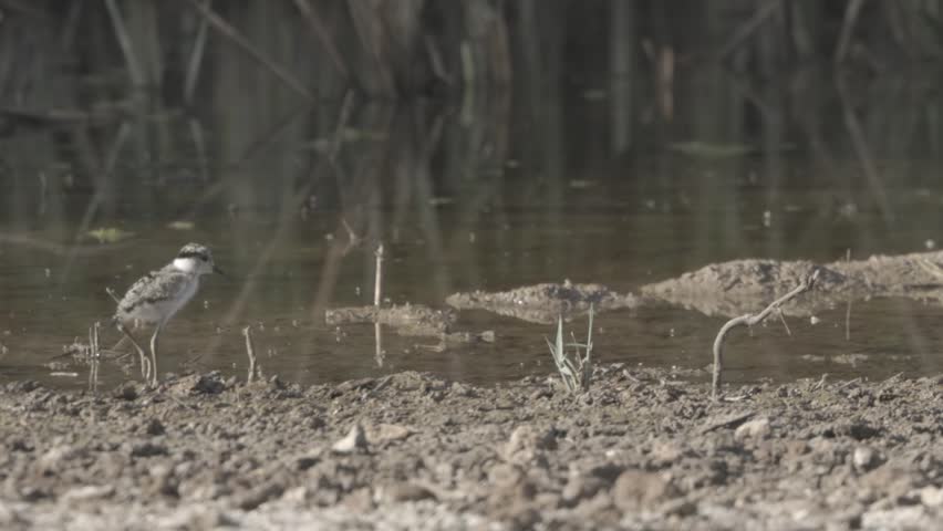 Spur-winged plover chick feeding on lake shore, Jerusalem, Israel
Long shot from Jerusalem Israel, 2024
