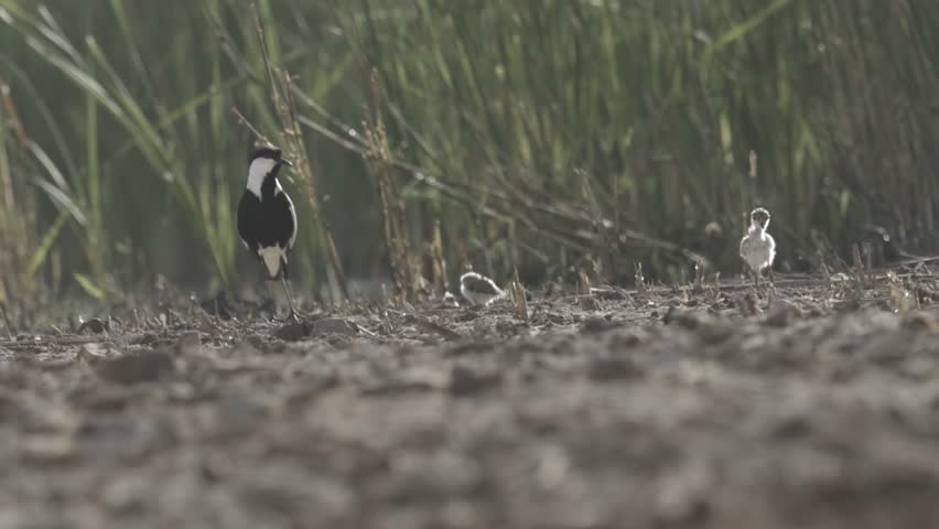 Spur-winged plover chick feeding on lake shore with adult
Long shot from Jerusalem Israel, 2024
