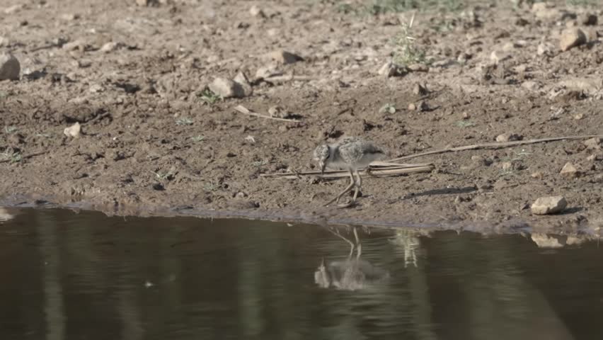 Spur-winged plover chick feeding on lake shore, Jerusalem, Israel
Long shot from Jerusalem Israel, 2024
