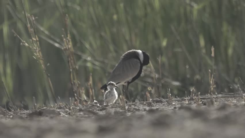 Spur-winged plover chick feeding on lake shore with adult
Long shot from Jerusalem Israel, 2024
