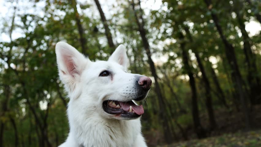 A girl blogger is taking a selfie with a white shepherd dog, laughing and covering her mouth. Close-up.