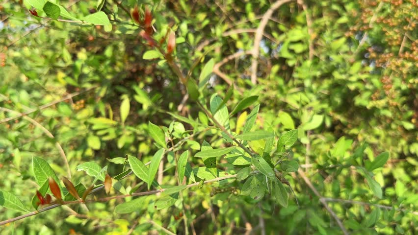 Henna leaves closeup, Lawsonia inermis, also known as henna or mehndi the mignonette tree