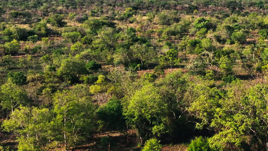 Bush landscapes teeming with life and raw natural beauty, perfectly captured.