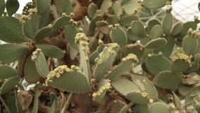 Close-up of a cluster of prickly pear cacti, showcasing their spiky pads and small budding flowers. The image captures the intricate textures and resilience of these desert plants in detail. - Powered by Shutterstock - Get 15% off with code: PIKWIZARD15