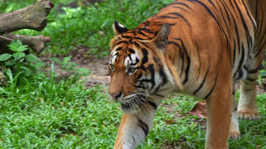 Close up shot of a critically endangered apex predator, a Malayan tiger (Panthera tigris tigris) with beautiful orange fur and black stripes, walking around and wondering the surroundings.