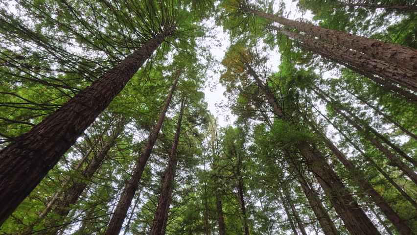 Tilt down from canopy to ground in a forest full of tall redwood pine trees, Rotorua, New Zealand