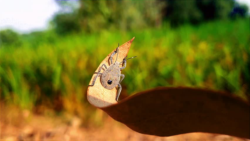 Image of Hemiptera bug on a dry leaf. Insect.