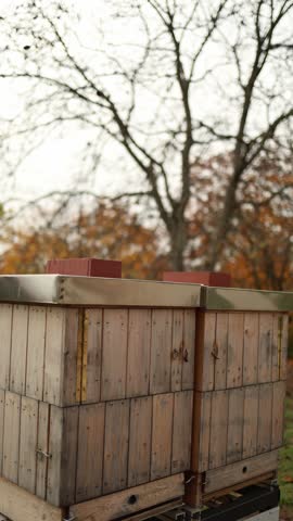 Wooden bee hives in an autumnal setting, with bare trees and orange foliage in the background, reflecting a serene moment in seasonal beekeeping. Vertical video.