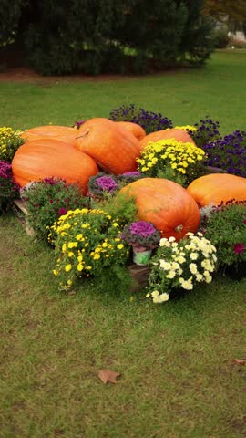 Large, vibrant pumpkins arranged with colorful autumn flowers in a lush outdoor setting, capturing the essence of fall harvest and seasonal decorations. Vertical video.