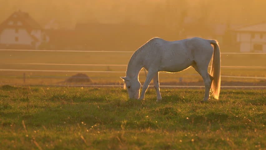 A white horse grazes peacefully in a sunlit field surrounded by a serene landscape during golden hour near a quiet countryside village