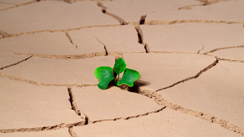 Desert Growth, Seed Growing out of Cracked Soil. Drought Concept: Dry Soil with Green Plant. Climate Change, Environmental Disaster, Death Plants, Desertification