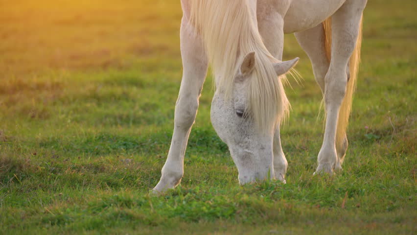 A serene white horse grazes peacefully in a lush green field during sunset, showcasing the beauty of nature in a tranquil rural setting
