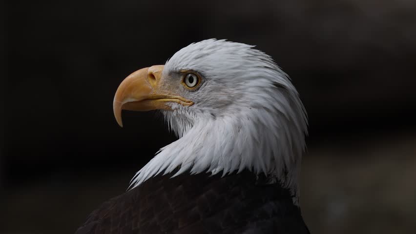 Slow Motion footage of a highly detailed Bald Eagle looking off to the left and into the distance. Closeup macro shot of the eagle