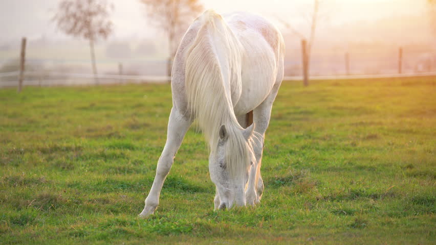 A serene white horse grazing in a sunlit green pasture during golden hour in early spring alongside a rustic country landscape