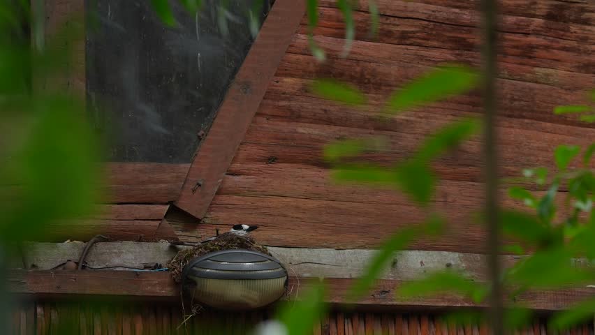 Madagascar urban wildlife, black and white animal. Hook-billed vanga, Vanga curvirostris, bird  endemic to Madagascar. Bird in nature habitat. Vanga, nest on lamp light in forest nest, wooden house.