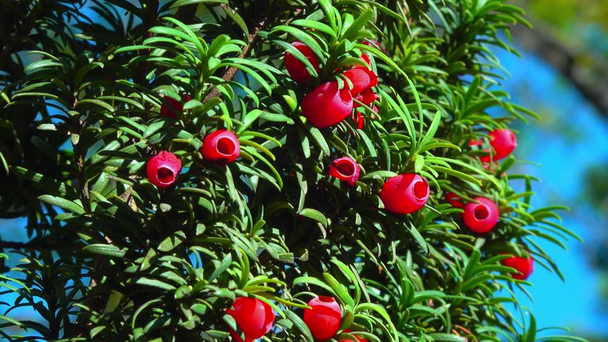 European yew Taxus baccata - poisonous red berries on an ornamental yew shrub in autumn in a park