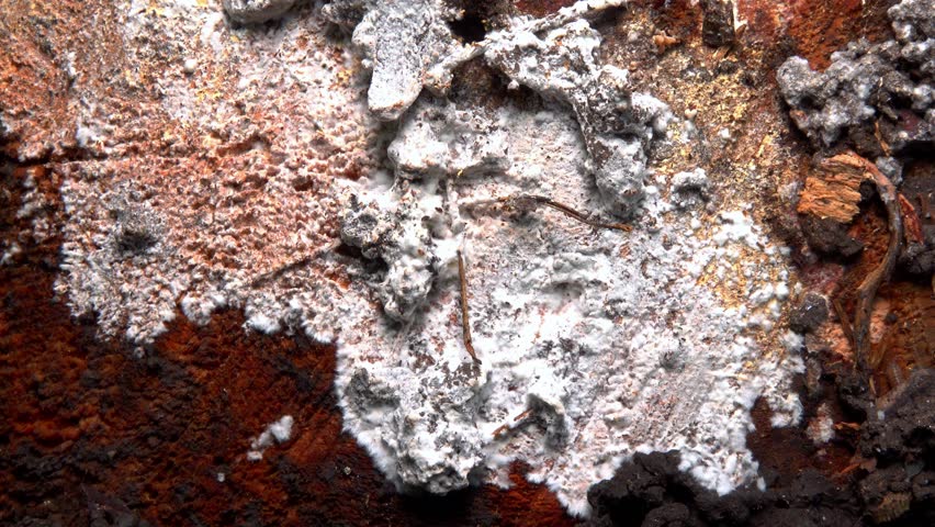 White fungal hyphae destroy rotten wood of old oak stump in garden