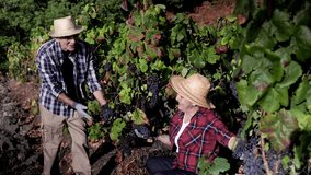 Agriculture business, Wine production at grape farm in harvesting. Senior farmer people working at vineyard - Powered by Shutterstock - Get 15% off with code: PIKWIZARD15