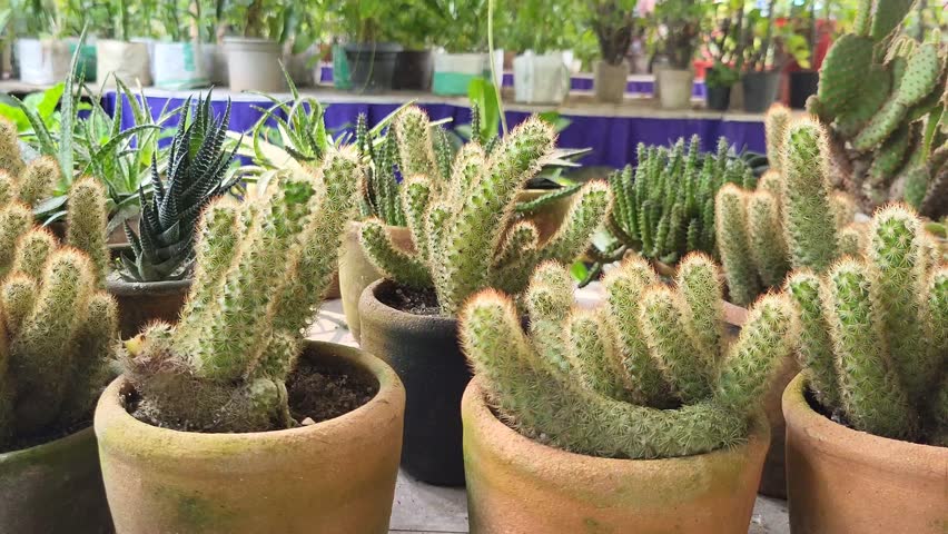 Beautiful Mammillaria elongata, the gold lace cactus or ladyfinger cactus, with other types of cactus under the family Cactaceae