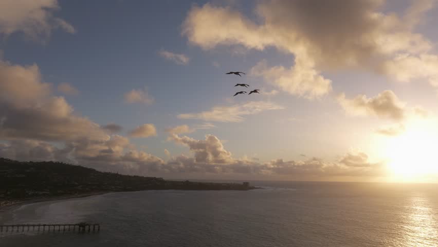 Pelicans gliding along the shores of Blacks Beach during golden hour sunset in San Diego California