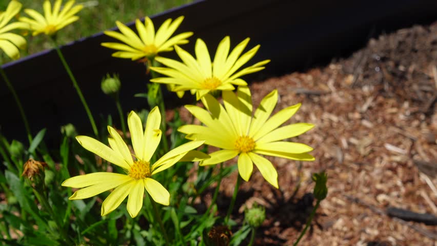 Prostrate Capeweed yellow flowers or Arctotheca prostrata is a plant in the sunflower family Common names as Creeping Bear