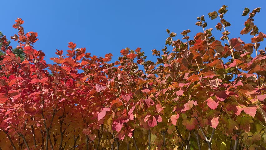 Red autumn leaves of viburnum opulus guelder rose bush against sky.